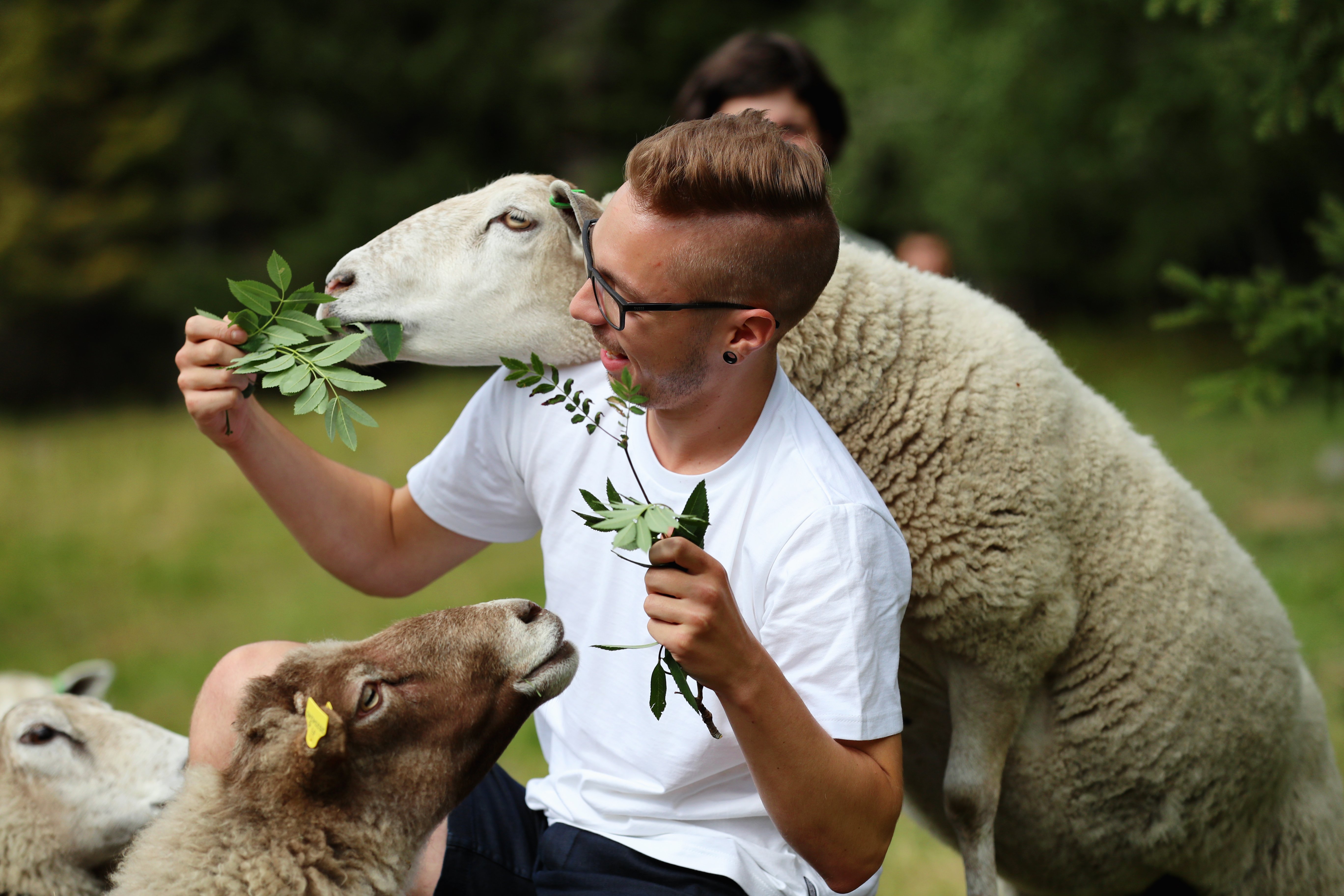 VK-Harri-Tarvainen-sheeps.jpg