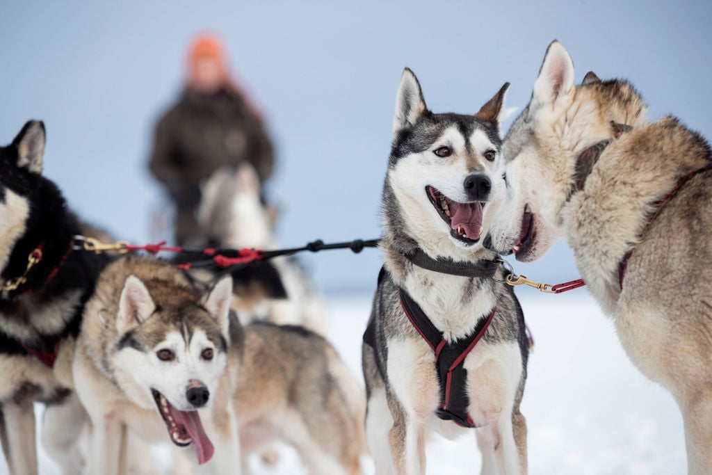 VisitKarelia_Harri Tarvainen_winter_huskies6