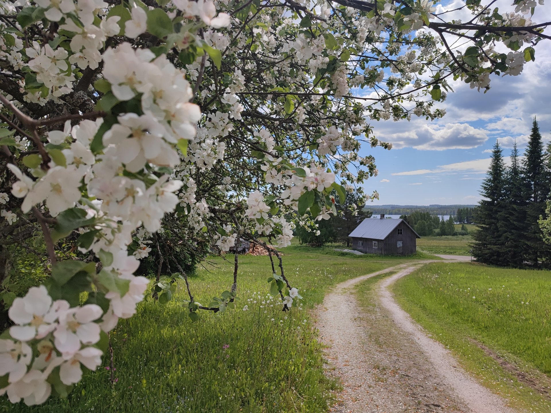 kylämaisemaa