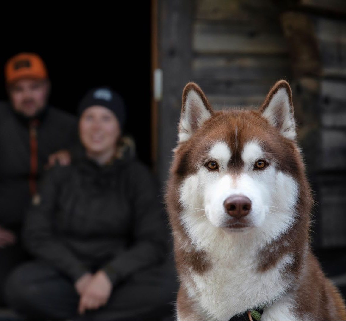 vk-harri-tarvainen-hiking-dog-jpg-e1643896294276